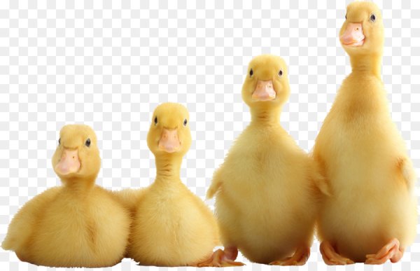 Гусенок для детей