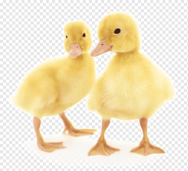 Маленький утенок на белом фоне