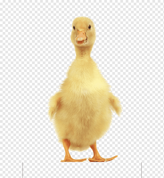 Гусенок на белом фоне