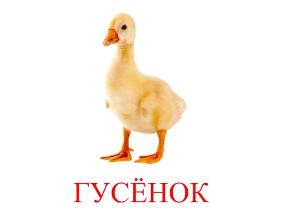 Утенок домашняя на белом фоне