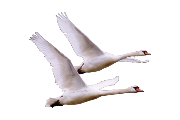 Гуси лебеди на белом фоне