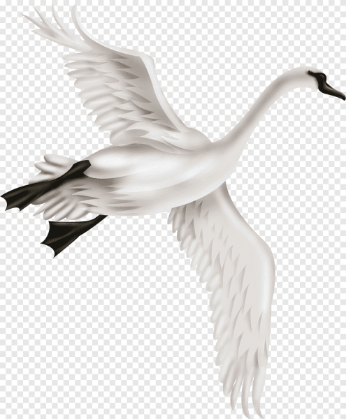 Гуси лебеди на белом фоне