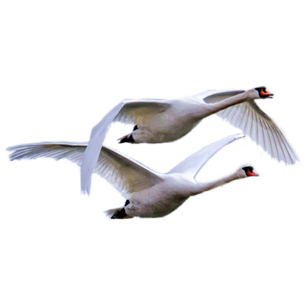 Гуси лебеди на белом фоне