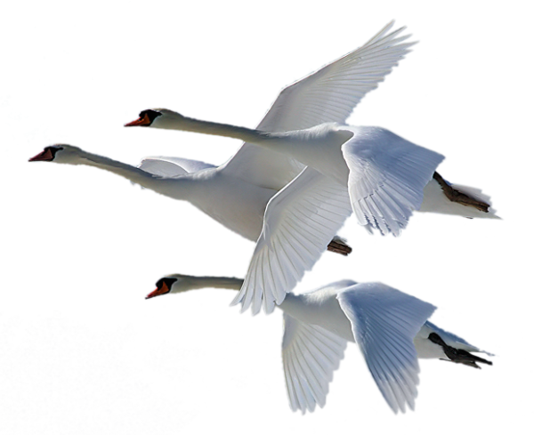 Гуси лебеди на прозрачном фоне