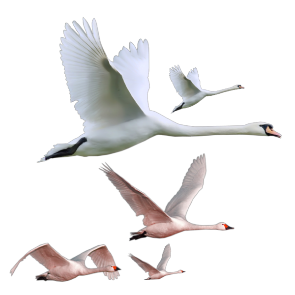 Лебедь на белом фоне