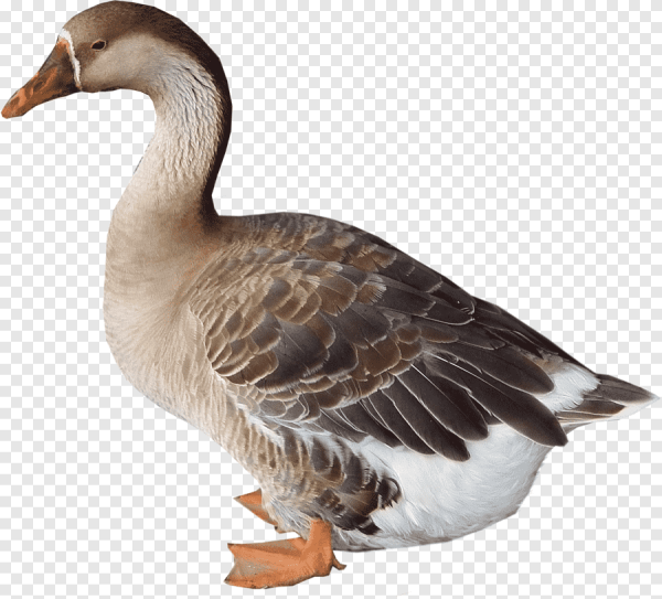 Гусь на белом фоне