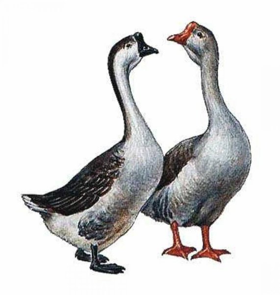 Гусь для детей