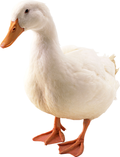 Гусь на белом фоне