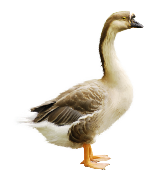 Гусь на белом фоне