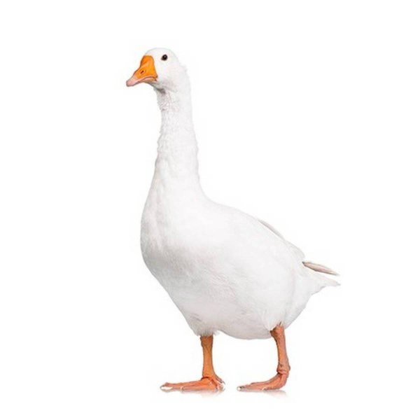 Домашние гуси на белом фоне