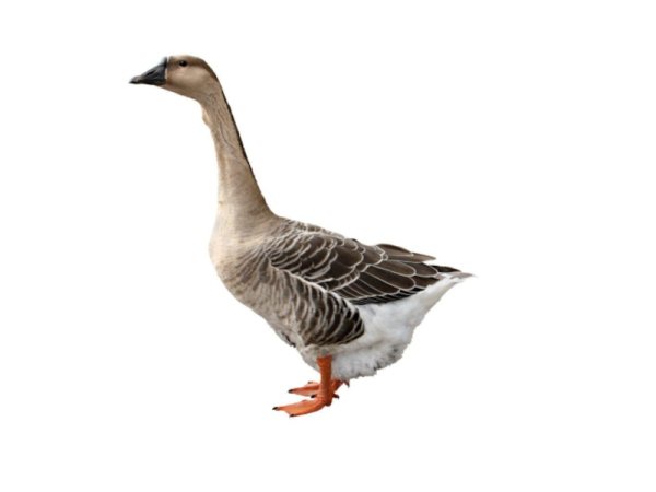 Гусь на белом фоне