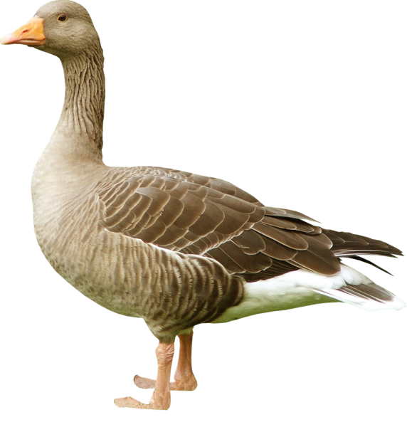 Гусь на белом фоне