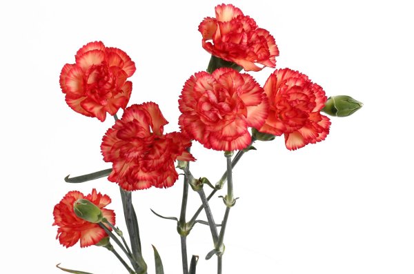 Гвоздика ПСД