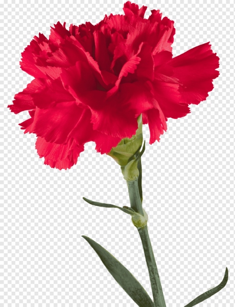 Гвоздика Кирси