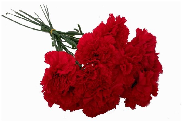 Гвоздика 7 ноября