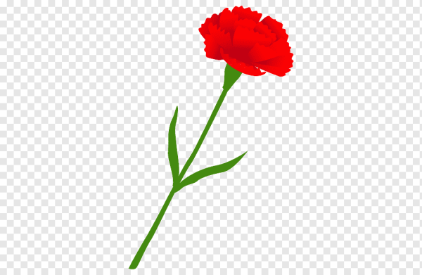 Гвоздика Каори