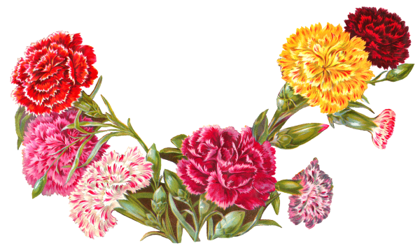 Гвоздика ПСД