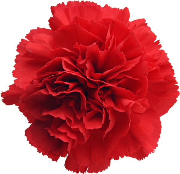Carnation гвоздика красная