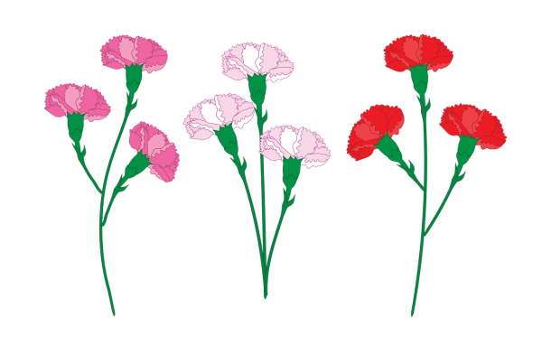 Стебель гвоздики