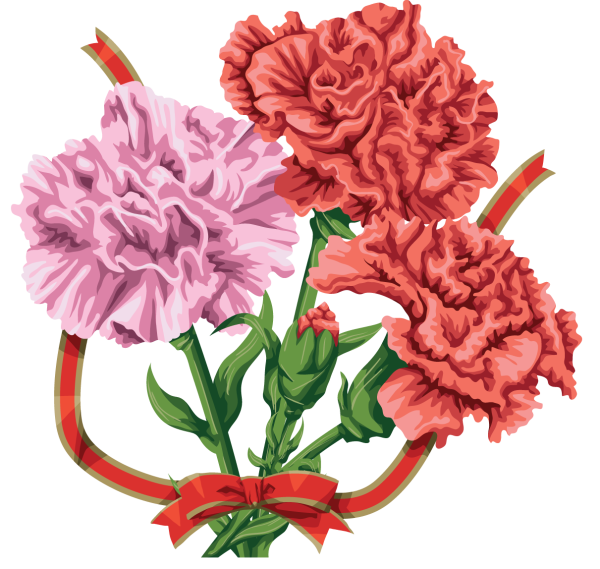 Гвоздика Андржейовского