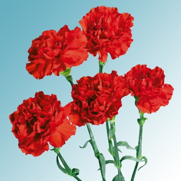 Гвоздика Лотус