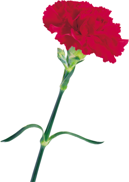 Гвоздика Трулав