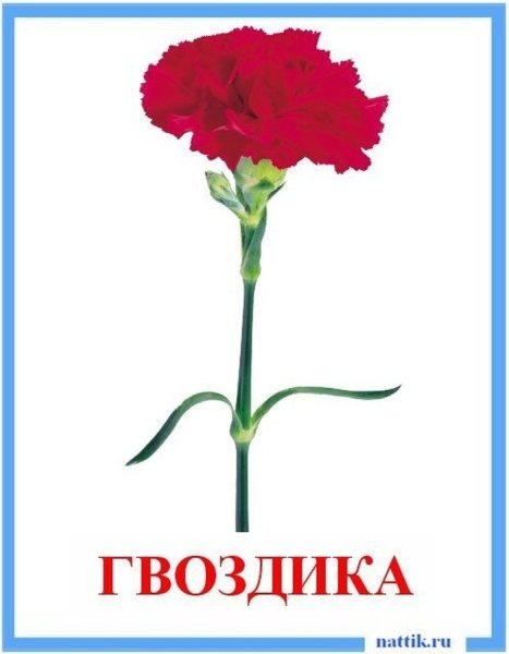 Гвоздики для детей