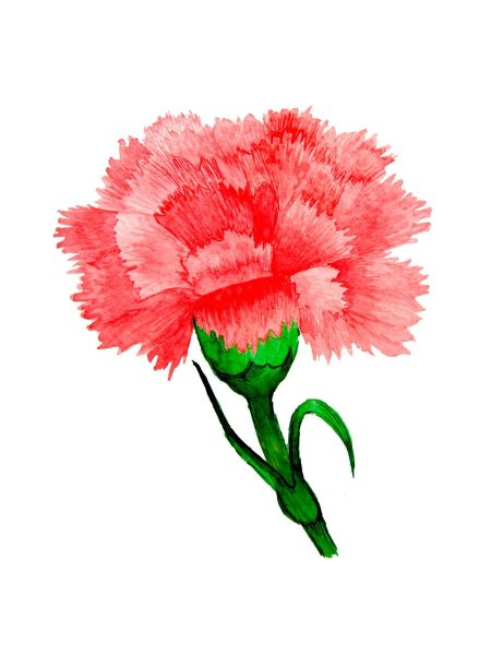 Гвоздики карандашом