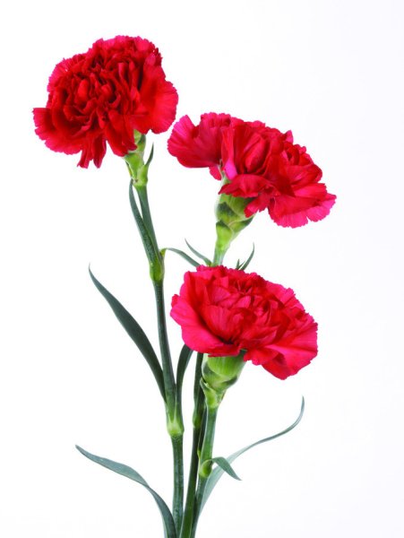 Dianthus Red гвоздика