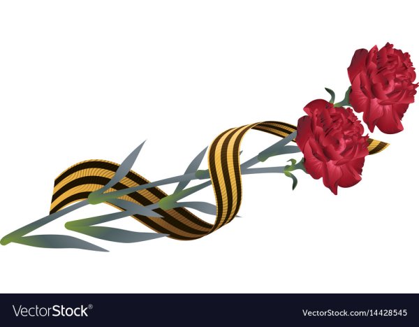 Гвоздики с георгиевской лентой без фона