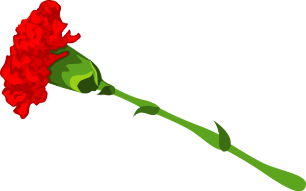 Гвоздика 9 мая