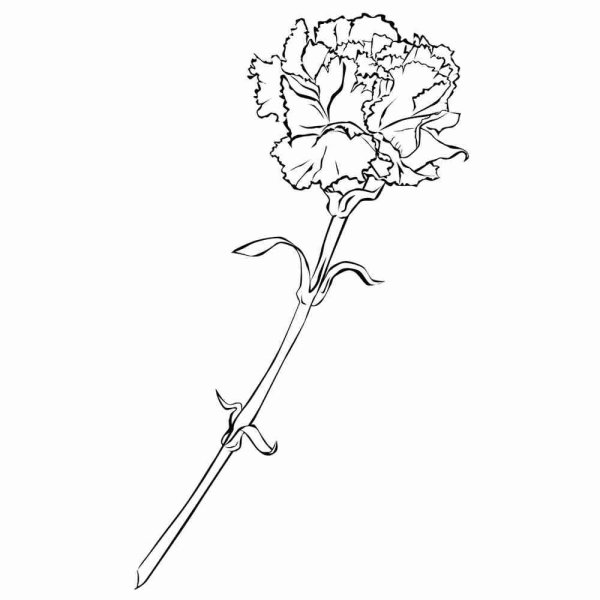 Гвоздики раскраска