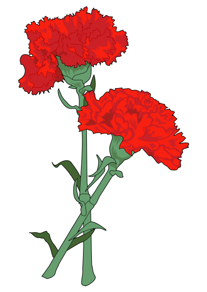 Гвоздики картинки