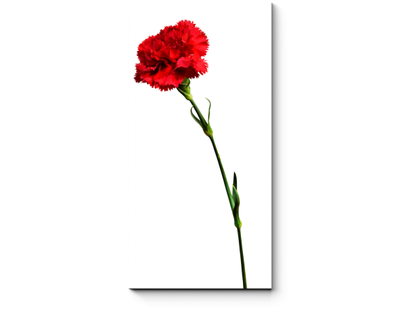 Гвоздика Clavel Blanco