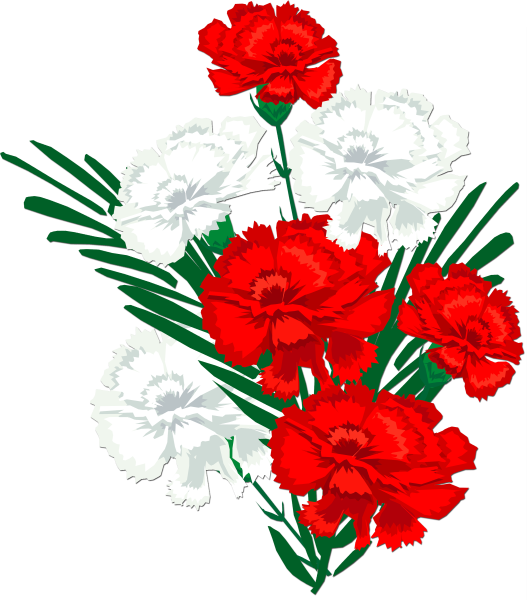 Цветы гвоздика на 9 мая