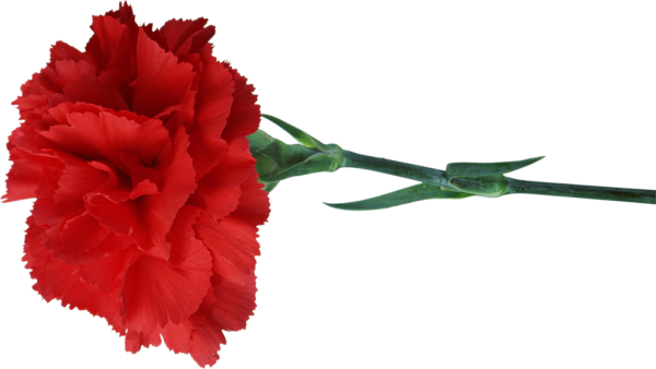 Красные гвоздики на прозрачном фоне