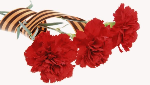 Три гвоздики и Георгиевская лента