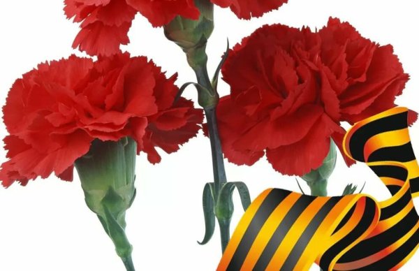 Гвоздики 9 мая