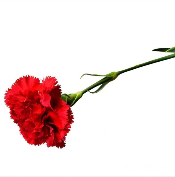 Гвоздика Кирси