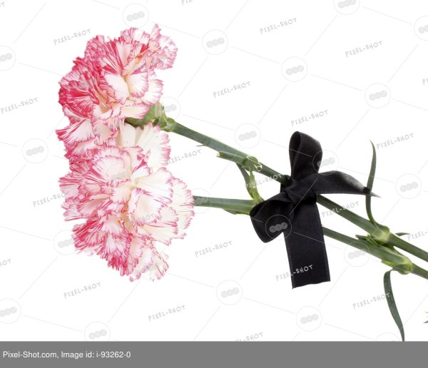 Гвоздики с траурной лентой