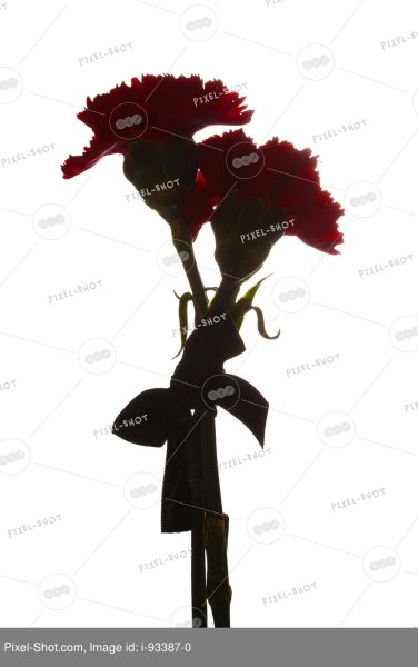 Траурные гвоздики