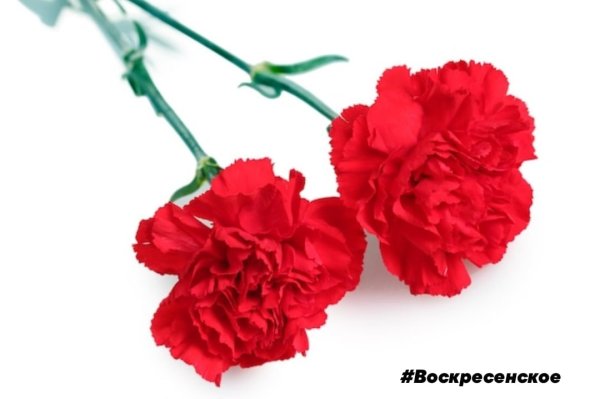 Две гвоздики на прозрачном фоне