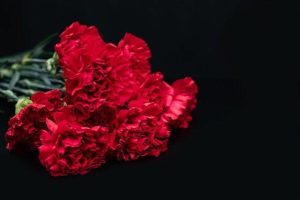 Красные гвоздики