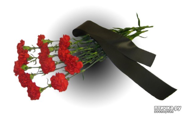 Траурные гвоздики