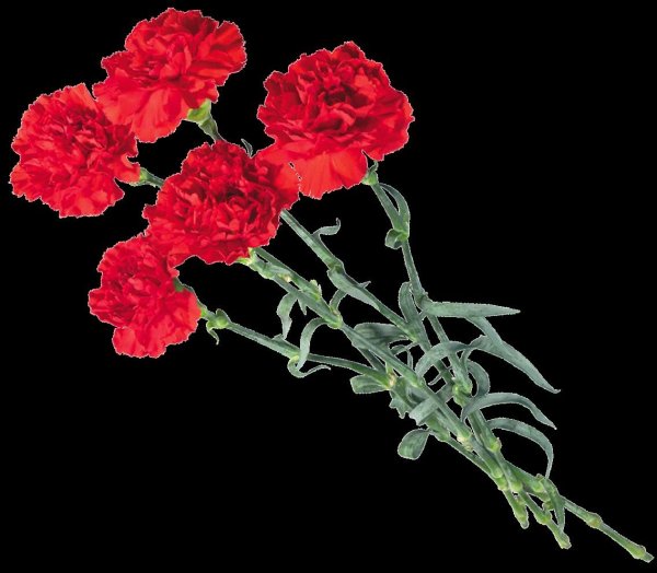 Гвоздики ПМГ