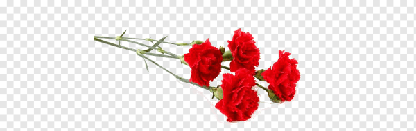 Гвоздики лежачие