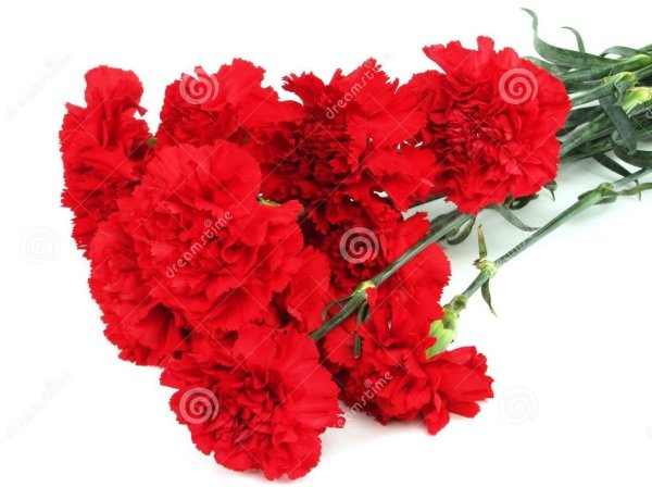 Гвоздики без фона для фотошопа