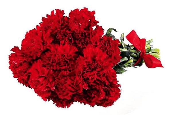 Красная гвоздика