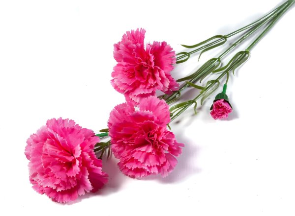 Гвоздика (бутоны)