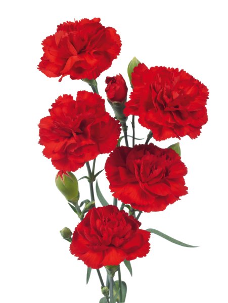 Гвоздика merletto Cherry